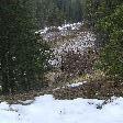 Beautiful pine trees in the snow