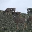 Group of deer on the hills