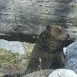 Grizzly Bear at the Calgary Zoo