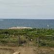 Portland Australia The Gannet birds from the lookout