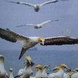 The gannets on Point Danger