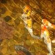 Photo Fish in the hotels lobby area Phuket Thailand