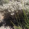 Beautiful flowers in Shark Bay