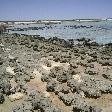 The stromatolites of Shark Bay