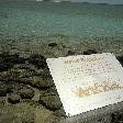 Hamelin Pool stromatolites pictures