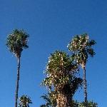 Palermo Italy Palm trees on Piazza Acquasanta