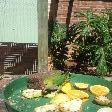 Cute little parrot eating, Kalbarri Australia