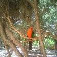 Parrot in the trees, Kalbarri Australia
