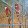 Beautiful parrots in Kalbarri, Kalbarri Australia