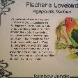 Fischer's Lovebird Parrot, Kalbarri Australia