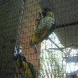Hungry parrots