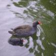 Mother Purple Swamphen with young