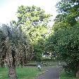 The Sydney Royal Botanical Gardens