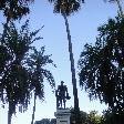 Palm trees in Sydneys gardens