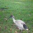 Australian White Ibis in Sydney