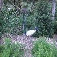 White Ibis in Sydney