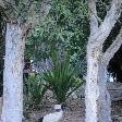 White Ibis in the Royal Gardens