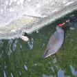 Purple Swamphen in Sydney