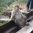 Pictures of a Thai monkey