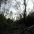 Kangaroo Island Australia The burned bush land