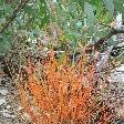 Kangaroo Island Australia Colourful vegetation