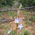 Kangaroo Island Australia The flowers next to the snake..