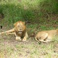 Lions during Safari in Kenya, Mombasa Kenya