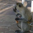 Mombasa Kenya Monkey with young in Kenya