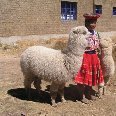 Machu Picchu Peru Peruvian woman with lamas