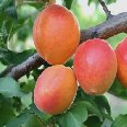Apricots in Malatya, Turkey