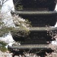 Kyoto Japan Pagoda of the Toji Temple, Kyoto