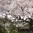 Cherry trees, Philosopher's Walk, Kyoto Japan