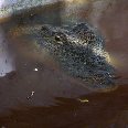 A crocodile! Mexico, Yucatan, Yucatan Mexico