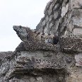 Yucatan Mexico A typical Mexican Iguana