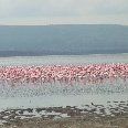 Flamingo population Lake Nakuru, Masai Mara Kenya