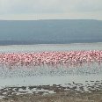 Flamingo population Lake Nakuru