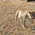 Pictures of the Masai Mara Game Reserve