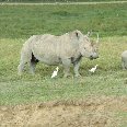 Rhino's in Kenya's Masai Mara Reserve