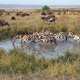 Zebra's, period of the Great Migration, Masai Mara Kenya