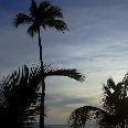 Santo Domingo Dominican Republic Palm trees in Santo Domingo
