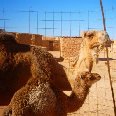 Camels in the Sahara