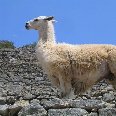 Machu Picchu Peru Lama in Machu Picchu