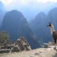 Machu Picchu Peru Picture of a Lama in Machu Picchu
