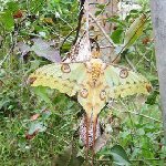 Antananarivo Madagascar Night butterfly Argema Mittrei in Madagascar