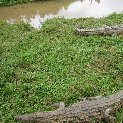 Crocodiles in the forest, Madagascar