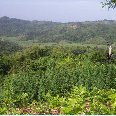 Negril Jamaica Walk in the Jamaican bush forest 