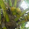 Giravaru Maldives Coconut trees on Kaafu Atoll, Maldives