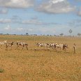 Photos of our wildlife safari in Kenya