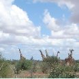 Photos of the giraffes in Kenya