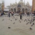 Pigeons on Piazza San Marco, Venice.